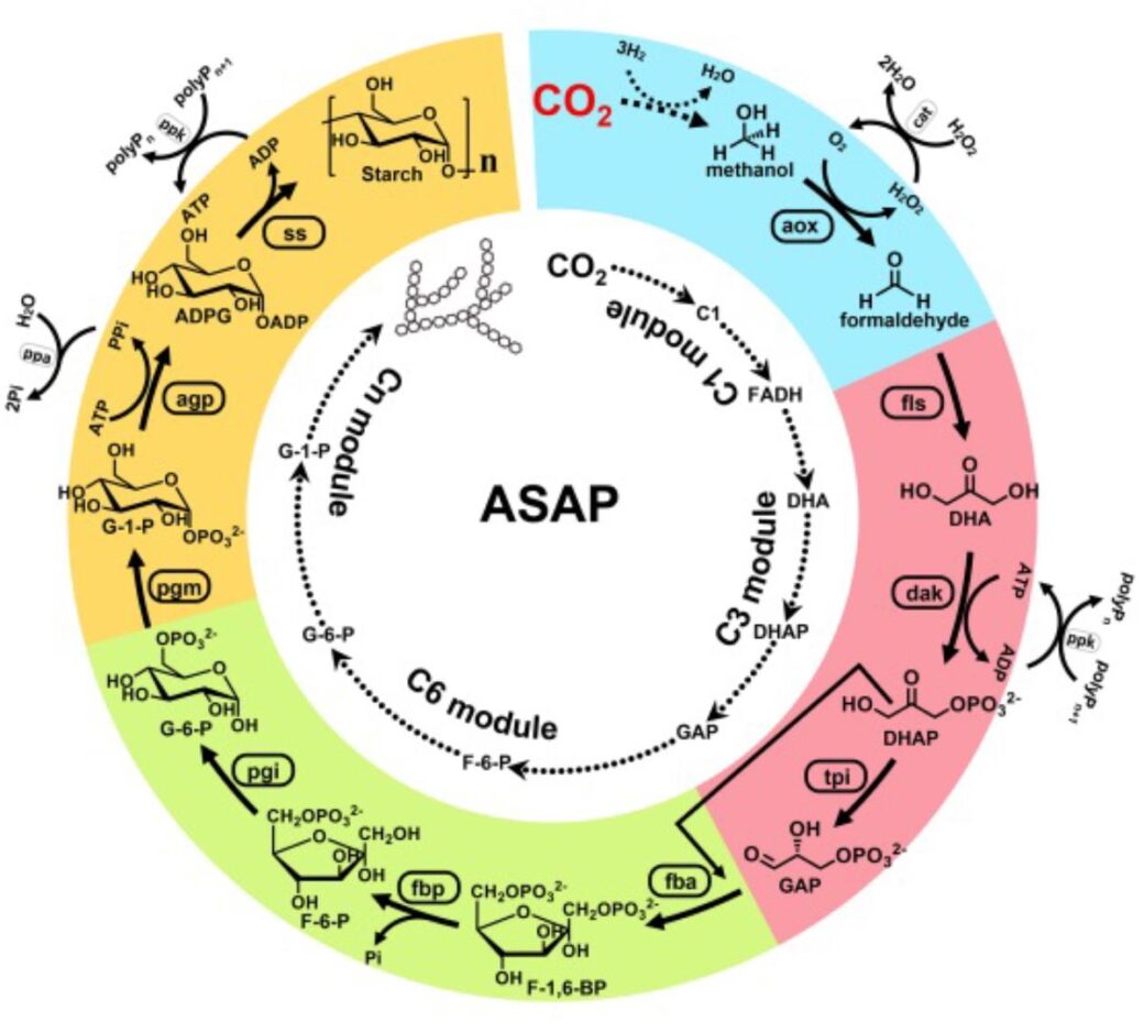 World-first artificial synthesis of starch from CO2 outperforms nature